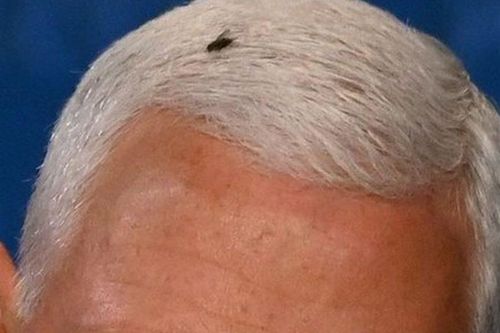 Con ruồi đậu trên tóc ông Mike Pence suốt 2 phút trong cuộc tranh luận