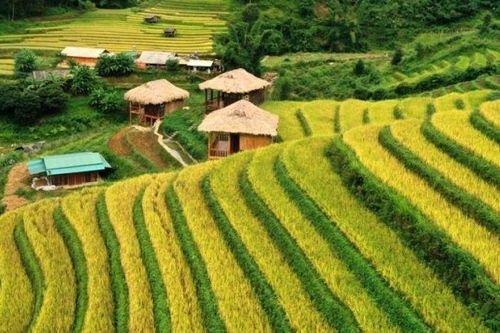 Du khách hào hứng khám phá mùa vàng Mù Cang Chải