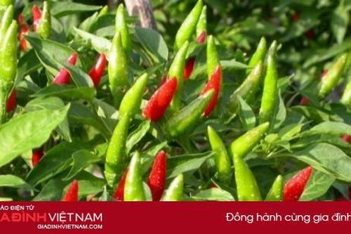 Lá ớt tưởng bỏ đi nhưng lại cực kỳ tốt cho sức khỏe