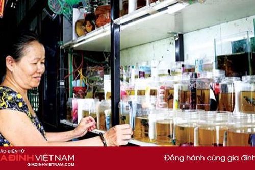 Thoát nghèo nhờ đầu tư hàng nghìn con cá cảnh