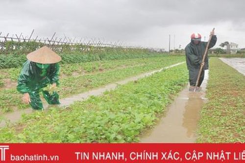 Nông dân Hà Tĩnh dịch chuyển đối tượng cây trồng vụ đông truyền thống