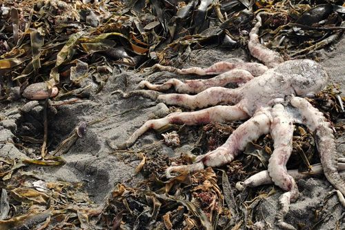 Bí ẩn thảm họa sinh thái xóa sổ 95% sinh vật sống dưới đáy biển Kamchatka của Nga