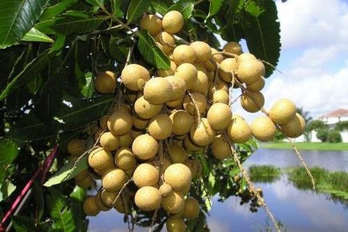 Nhãn cuối vụ tăng giá