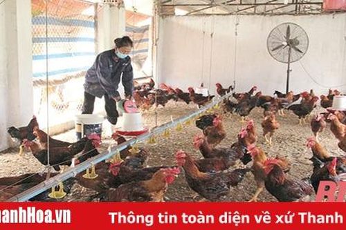 Chuyển đổi phương thức sản xuất trong chăn nuôi