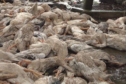 Điều tra làm rõ nguyên nhân hàng trăm con vịt chết bất thường