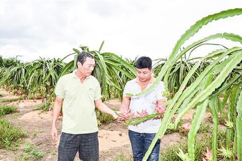 Sức bật từ phong trào nông dân sản xuất, kinh doanh giỏi ở Vĩnh Linh