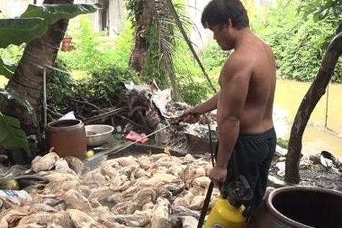 Hàng trăm con vịt nuôi chết bất thường