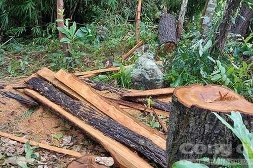 Gia Lai: Có 2 chốt bảo vệ, rừng vẫn bị phá