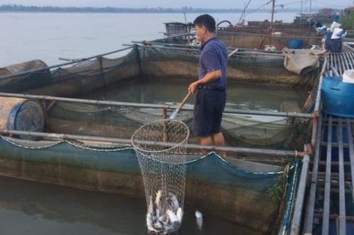 Người dân 'khóc ròng' khi hàng chục tấn cá lồng chết trắng do thủy điện xả lũ