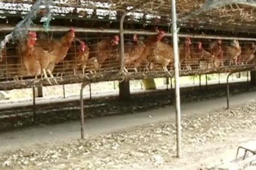 Cần sớm có giải pháp xử lý ô nhiễm từ các hộ chăn nuôi