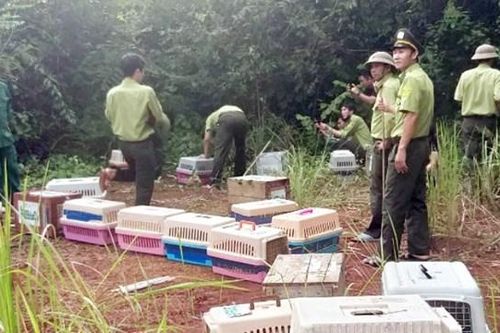 Lâm Đồng: Xử phạt đối tượng vận chuyển lâm sản trái phép