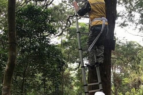 Chuẩn bị trồng thay thế những cây Xích Tùng cổ trên Yên Tử