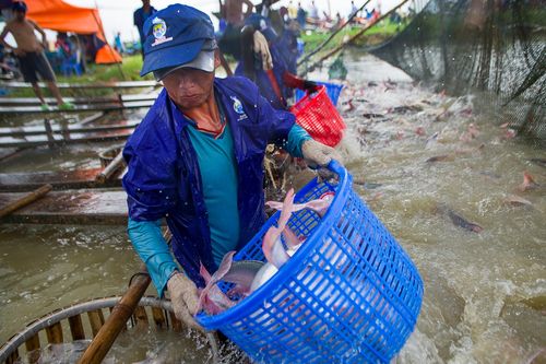Giá cá tra lao dốc, người nuôi lỗ nặng
