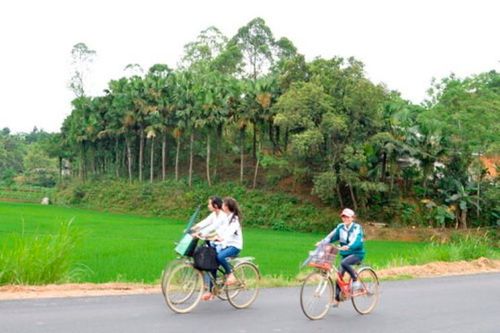 Phú Thọ đề xuất trồng cọ trên cao tốc Nội Bài – Lào Cai