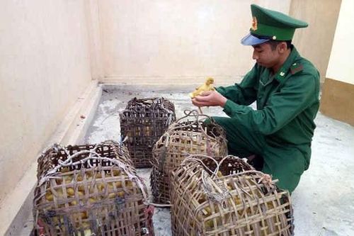 Liên tiếp phát hiện, thu giữ số lượng lớn vịt giống nhập lậu