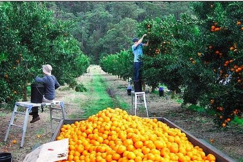 Nỗi kinh hoàng của lao động nước ngoài làm việc tại nông trại Australia
