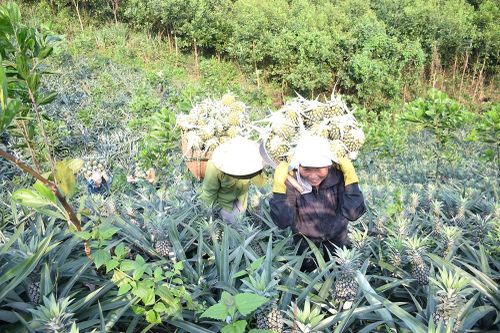 Nông dân Quỳnh Lưu (Nghệ An) năng động làm giàu