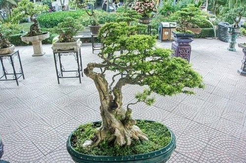 Cây cảnh mai chiếu thủy trăm tuổi tiền tỷ, chủ nhân 'kiêu' chưa bán