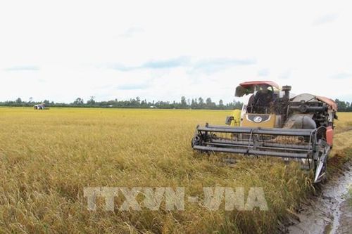 Lúa Thu Đông cho lợi nhuận cao nhất từ trước đến nay