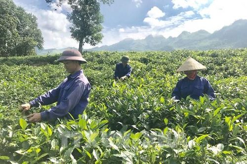 Lào Cai với các giải pháp duy trì và thúc đẩy tăng trưởng kinh tế