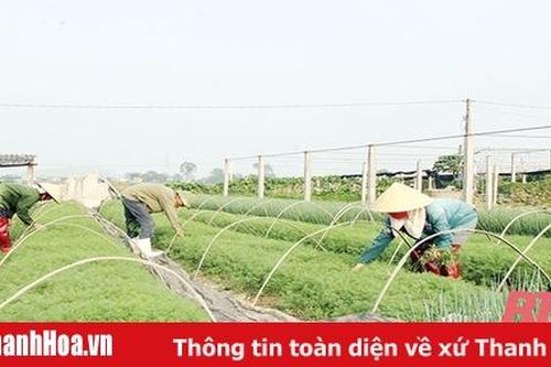 Vai trò của HTX trong sản xuất nông nghiệp