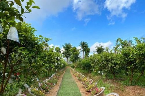 Cung đường nón lá tại nông trại Phan Nam