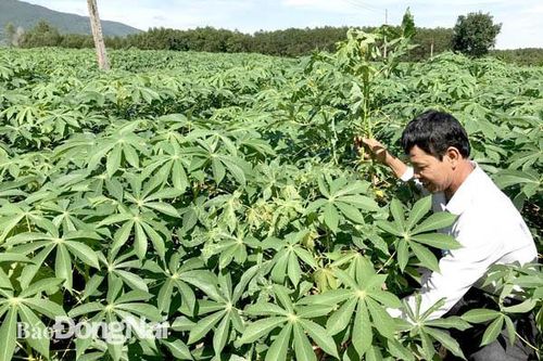 Dịch khảm lá mì lây lan trên diện rộng