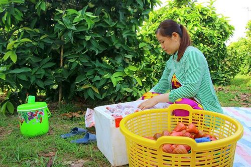 Giá mận An Phước giảm
