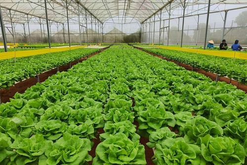 Toàn tỉnh có hơn 60.000 ha sản xuất nông nghiệp công nghệ cao