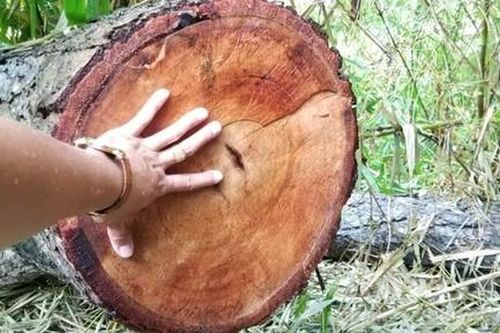 Vụ phá rừng gần chốt bảo vệ: Tỉnh Gia Lai chỉ đạo kiểm tra
