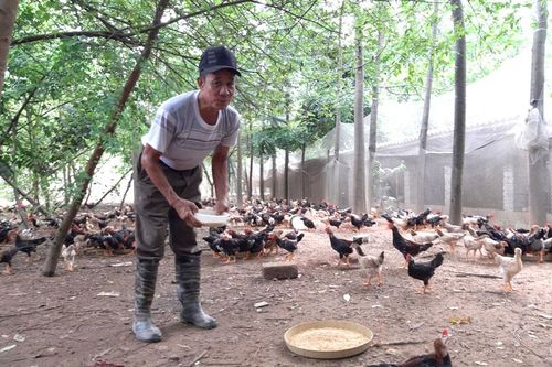 Giải bài toán môi trường trong chăn nuôi