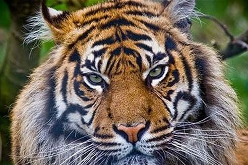 Sống trên cây để tránh hổ