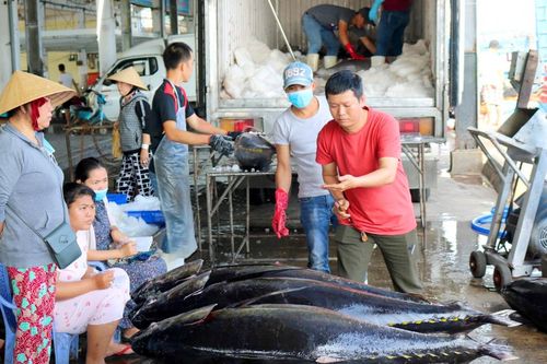Xuất khẩu cá ngừ sang châu Âu tăng mạnh
