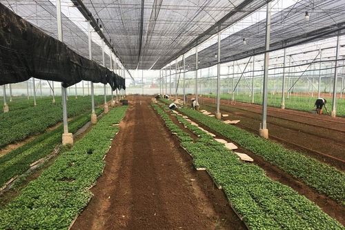 Đông Anh: Thêm 250ha đất nông nghiệp công được khai thác