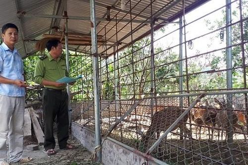Kiểm soát gây nuôi động vật hoang dã trong đại dịch