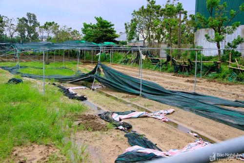 Vùng rau nổi tiếng nhất TP.Vinh chưa thể phục hồi sau mưa lụt