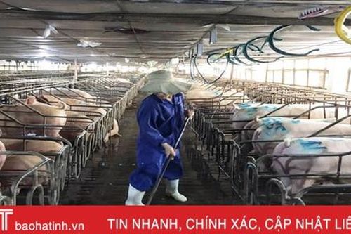 'Nội bất xuất, ngoại bất nhập', các trang trại ở Hà Tĩnh siết chặt phòng dịch tả lợn Châu Phi