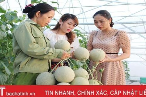 HTX trồng dưa lưới đầu tiên ở Can Lộc thu gần 1,6 tỷ đồng sau 4 đợt cắt quả