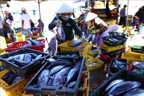 Bàn giải pháp xuất khẩu cá ngừ sang châu Âu theo Hiệp định EVFTA