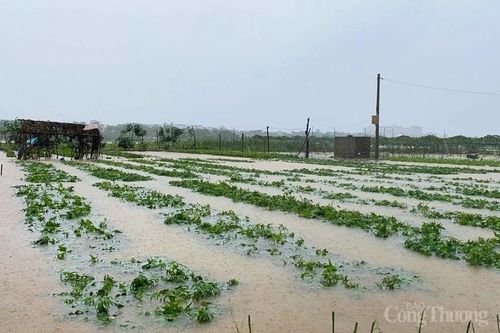 Đà Nẵng: Triển khai các biện pháp cấp bách ứng phó với 'bão chồng lũ'
