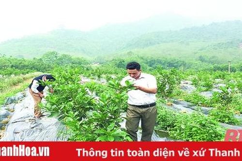 Huyện Như Xuân hỗ trợ xây dựng 5 mô hình phát triển sản xuất