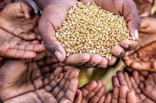 Giải Nobel Hòa bình 2020 vinh danh Tổ chức Lương thực thế giới