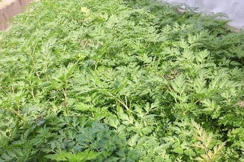Xuyên khung - thuốc hành khí hoạt huyết