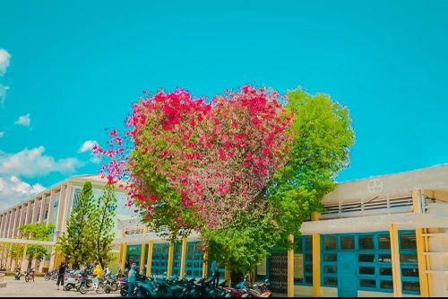 Giới trẻ thích thú với cây trái tim trồng trong khuôn viên của một trường Đại học