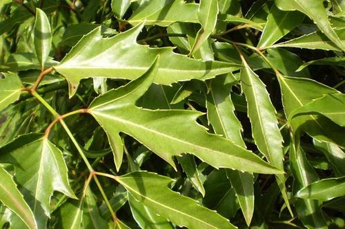 Những loài cây chữa bệnh 'nhất định phải có' trong vườn nhà bạn