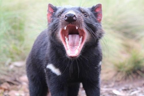 Quỷ Tasmania được thả lại trên lục địa Australia
