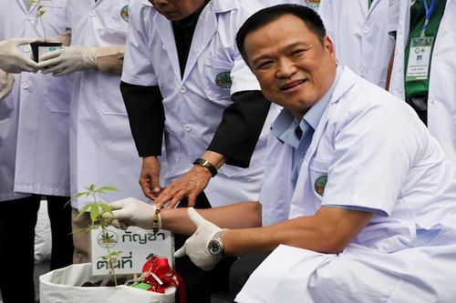 Bộ trưởng Y tế Thái Lan trồng cần sa trong chuyến thăm nhà kính