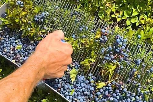 Nông trại cho thu hoạch 900 kg việt quất một ngày