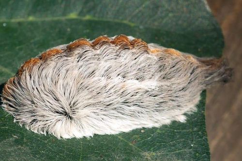 Loài sâu bướm có nọc độc nguy hiểm xuất hiện tại Mỹ