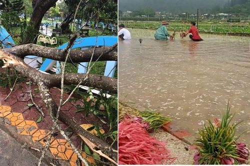 Bão số 6 hoành hành, sản xuất nông nghiệp ở Lý Sơn bị thiệt hại nặng